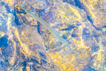 Trumpet fish trumpetfish swims on water surface in Angra dos Reis State of Rio de Janeiro Brazil.の写真素材