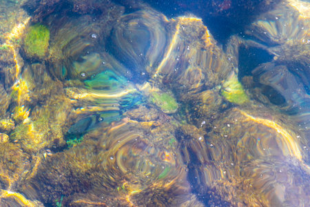 Tropical fish swimming in green turquoise and blue water in Angra dos Reis, Rio de Janeiro, Brazil.の写真素材