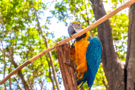 Blue and yellow macaw parrot bird sitting on branch in green tropical jungle forest in Iranduba Manaus State of Amazonas Brazil.の写真素材