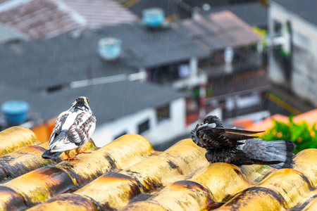 Pigeon pigeons dove doves birds bird sitting on the roof in Angra dos Reis State of Rio de Janeiro Brazil.の写真素材