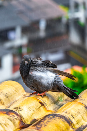 Pigeon pigeon dove doves bird sitting on the roof.の写真素材