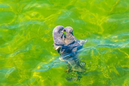 Rock rocks boulder boulders in turquoise green blue water at beach shore and coast.の写真素材