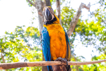 Blue and yellow macaw parrot bird sitting on branch in green tropical jungle forest in Iranduba Manaus State of Amazonas Brazil.の写真素材