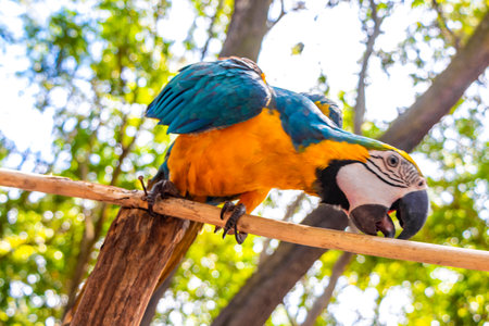 Blue and yellow macaw parrot bird sitting on branch in green tropical jungle forest in Iranduba...