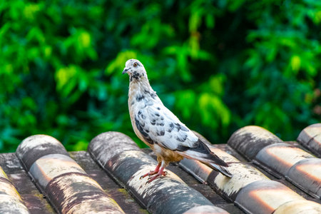 Pigeon pigeons dove doves birds bird sitting on the roof in Angra dos Reis State of Rio de Janeiro Brazil.の写真素材