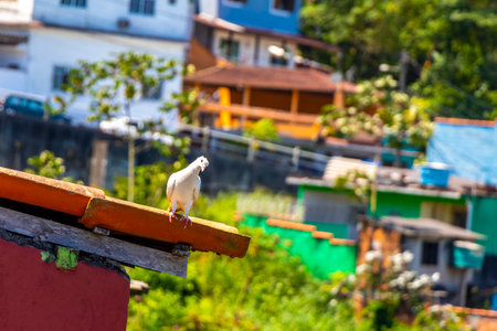 Pigeon pigeons dove doves birds bird sitting on the roof.の写真素材