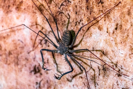 Scorpion spider cave insect long legs antennas on the rock wall in Presidente Figueiredo State of Amazonas Brazil.の写真素材