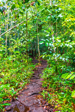 Walking trail path way to the red river water and waterfall Cachoeira Sucuriju in tropical jungle...