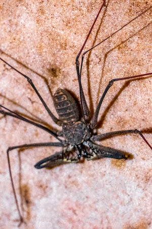 Scorpion spider cave insect long legs antennas on the rock wall in Presidente Figueiredo State of Amazonas.の写真素材