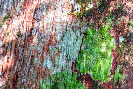 Tropical brown green tree bark texture pattern with colors scratches moss and lichen in Presidente Figueiredo State of Amazonas Brazil.の写真素材