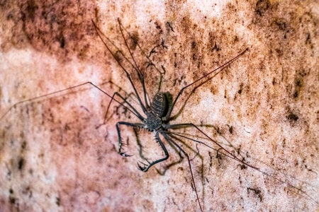 Scorpion spider cave insect long legs antennas on the rock wall in Presidente Figueiredo State of...