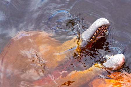 Amazon river dolphin dolphins boto bufeo or pink river dolphin swimming on the surface of the water...