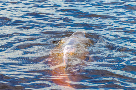 Amazon river dolphin dolphins boto bufeo or pink river dolphin swimming on the surface of the water in Rio Negro in Iranduba Manaus State of Amazonas Brazil.の写真素材