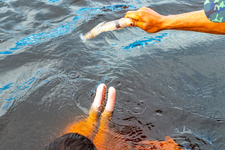Iranduba Manaus State of Amazonas Brazil December 17, 2020 People tourist feeding Amazon river dolphin dolphins boto bufeo or pink river dolphin and swimming in Rio Negro in Manaus Brazil.の写真素材