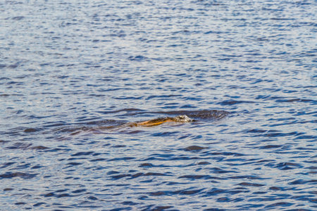 Amazon river dolphin dolphins boto bufeo or pink river dolphin swimming on the surface of the water in Rio Negro in Iranduba Manaus State of Amazonas Brazil.の写真素材