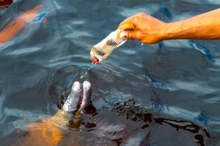 Iranduba Manaus State of Amazonas Brazil December 17, 2020 People tourist feeding Amazon river dolphin dolphins boto bufeo or pink river dolphin and swimming in Rio Negro in Manaus Brazil.の写真素材