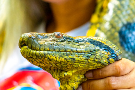 Huge tropical anaconda boa python serpent snake head in hand in Iranduba Manaus State of Amazonas Brazil.の写真素材