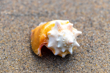 Shells shell mussel mussels on the sand at the beach by the sea in Angra dos Reis.
