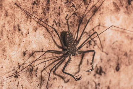 Scorpion spider cave insect long legs antennas on the rock wall in Presidente Figueiredo State of Amazonas Brazil.の写真素材