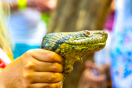 Huge tropical anaconda boa python serpent snake head in hand in Iranduba Manaus State of Amazonas Brazil.の写真素材