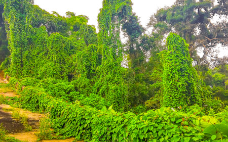Tropical jungle and forest hiking trail path through nature to the mountain peak in Patong Beach Kathu District Phuket Island Province Southern Thailand in Southeast Asia.の写真素材
