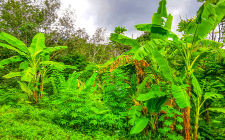 Tropical landscape rainforest jungle nature palm tree palms trees and mountains in Patong Beach Kathu District Phuket Island Province Southern Thailand in Southeast Asia.の写真素材