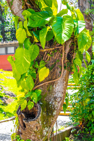 Green tropical plants, flowers, leaves, leaf, tree, trees, and jungle nature in Rio de Janeiro, State of Rio de Janeiro, Brazil.の写真素材