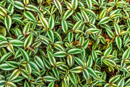 Tropical plants flowers leaves leaf texture pattern in Rio de Janeiro State of Rio de Janeiro Brazil.の写真素材