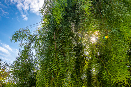 Green tropical plants flowers leaves leaf tree trees and jungle nature in Rio de Janeiro State of...