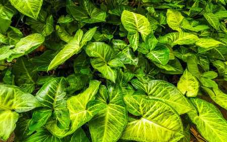 Green tropical plants flowers leaves leaf tree trees and jungle nature in Rio de Janeiro State of Rio de Janeiro Brazil.の写真素材