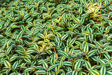 Tropical plants flowers leaves leaf texture pattern in Rio de Janeiro State of Rio de Janeiro...