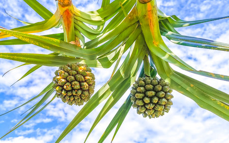 Green tropical plants flowers leaves leaf tree trees and jungle nature in Rio de Janeiro State of Rio de Janeiro Brazil.の写真素材