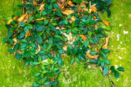 Green tropical plants flowers leaves leaf tree trees and jungle nature in Rio de Janeiro State of...
