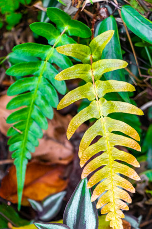 Green tropical plants flowers leaves leaf tree trees and jungle nature.の写真素材