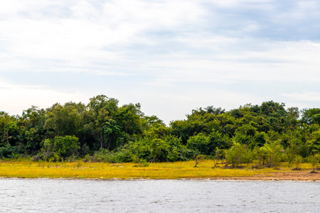Tropical jungle rainforest and blue cloudy sky at the Meeting of waters boat trip tour where blackwater is mixing with whitewater.の写真素材