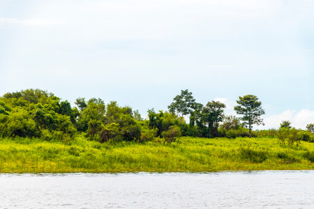 Tropical jungle rainforest and blue cloudy sky at the Meeting of waters boat trip tour where blackwater of Rio Negro is mixing with whitewater of Amazon River in Iranduba Manaus State of Amazonas Brazil.の写真素材