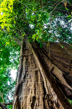 Huge tropical ficus tree with gigantic roots and branches in the jungle rainforest in Iranduba Manaus State of Amazonas Brazil.の写真素材