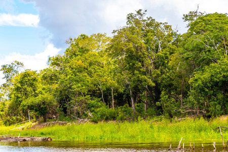 Tropical jungle rainforest and blue cloudy sky at the Meeting of waters boat trip tour where...