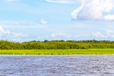 On a boat trip tour to Meeting of waters of Rio Negro and Amazon River with tropical jungle rainforest and blue cloudy sky in Iranduba Manaus State of Amazonas Brazil.の写真素材