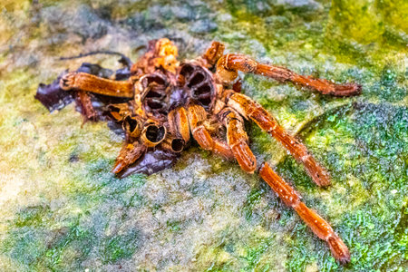 Dead tarantula in Presidente Figueiredo State of Amazonas Brazil.
