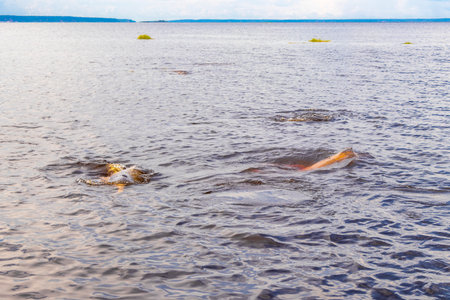 Amazon river dolphin dolphins boto bufeo or pink river dolphin swimming on the surface of the water in Rio Negro in Iranduba Manaus State of Amazonas Brazil.の写真素材