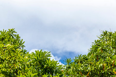 Green tropical tree with leaves fruit and blue cloudy sky in Patong Beach Kathu District Phuket Island Province Southern Thailand in Southeast Asia.の写真素材