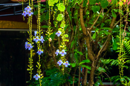 Blue purple white tropical hanging bengal clockvine trumpet blue thunbergia flowers plants orchids in Patong Beach Kathu District Phuket Island Province Southern Thailand in Southeast Asia.の写真素材