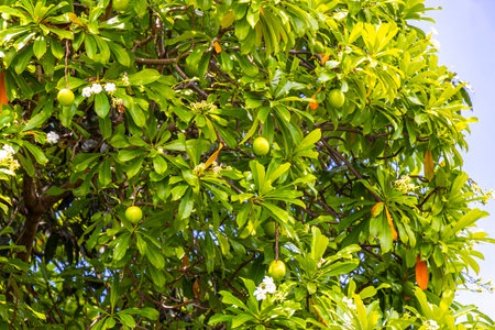 Green tropical tree with leaves fruit and blue cloudy sky in Kathu District Phuket Island Province Southern Thailand in Southeast Asia.の写真素材