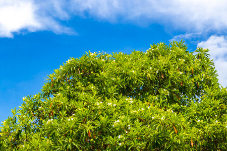 Green tropical tree with leaves and blue cloudy sky in Patong Beach, Kathu District, Phuket Island, Southern Thailand in Southeast Asia.の写真素材