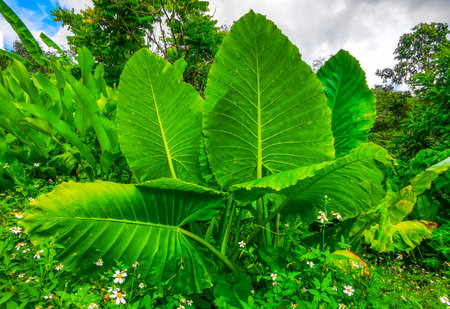 Elephant ear Alocasia the tropical giant leaf plant in Kathu District Phuket Island Province Southern Thailand in Southeast Asia.の写真素材