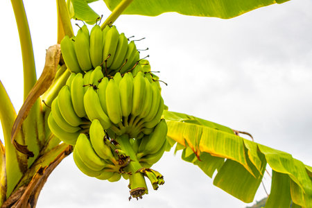 Green yellow bananas are growing on banana plant tree in Patong Beach Kathu District Phuket Island Province Southern Thailand in Southeast Asia.の写真素材