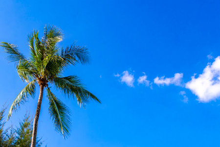 Tropical Palm tree in the blue sky background with sunshine in Patong Beach Kathu District Phuket Island Province Southern Thailand in Southeast Asia.の写真素材
