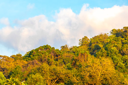 Tropical mountain with jungle forest trees plants clouds and blue sky.