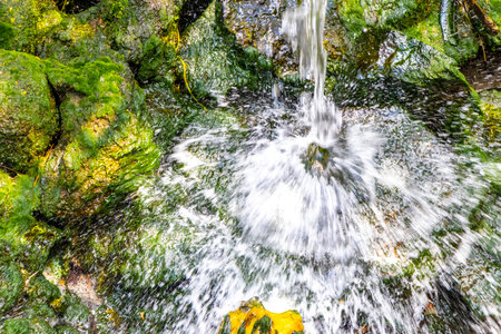 Green river stream in tropical nature with plants and flowers.